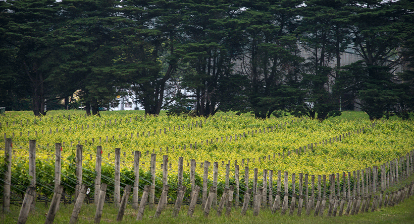 Dromana Estate Vineyard